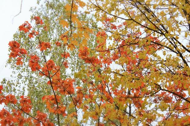秋天云阴暗的树叶情绪