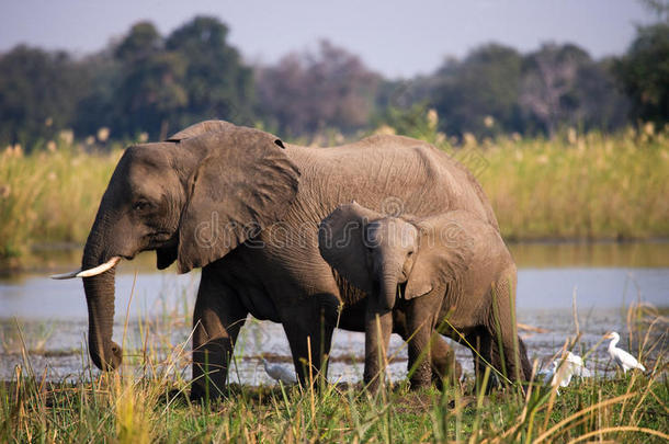 大象和婴儿在<strong>赞</strong>比齐河附近。 <strong>赞</strong>比亚。 下<strong>赞</strong>比兹国家公园。 <strong>赞</strong>比齐河。