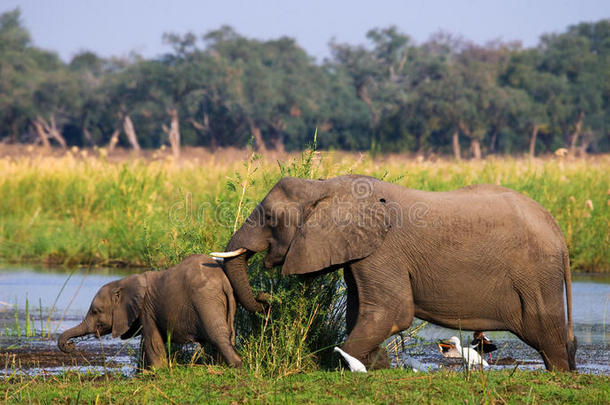 大象和婴儿在赞比齐河附近。 赞比亚。 下赞比兹国家公园。 赞比齐河。