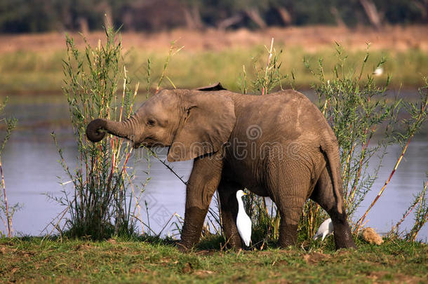 在赞比齐河附近的小象。 赞比亚。 下赞比兹国家公园。 赞比齐河。