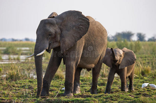 大象和婴儿在赞比齐河附近。 赞比亚。 下赞比兹国家公园。 赞比齐河。