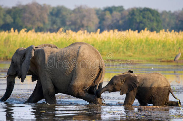 大象带着婴儿穿过赞比亚河。 下赞比兹国家公园。 赞比齐河。