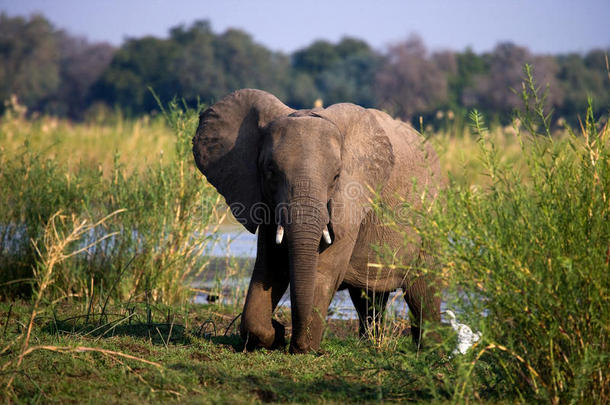 大象站在<strong>赞</strong>比齐河附近的草地上。 <strong>赞</strong>比亚。 下<strong>赞</strong>比兹国家公园。 <strong>赞</strong>比齐河。