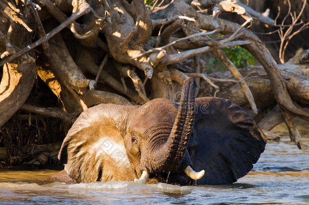 大象在<strong>赞</strong>比兹河洗澡。 <strong>赞</strong>比亚。 下<strong>赞</strong>比兹国家公园。 <strong>赞</strong>比齐河。