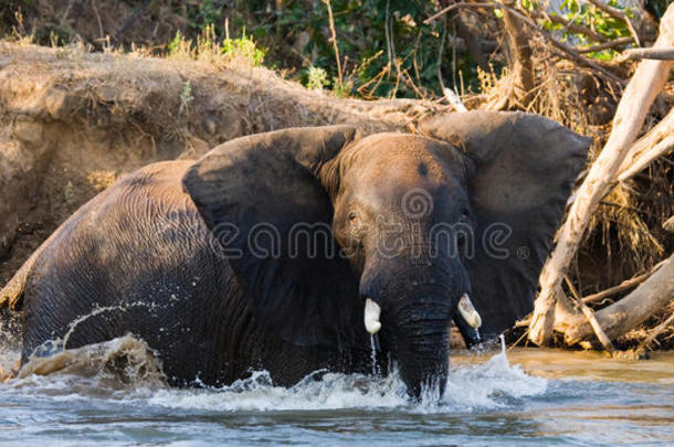 大象在赞比兹河洗澡。 赞比亚。 下赞比兹国家公园。 赞比齐河。