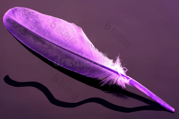 一根<strong>紫色</strong>的<strong>羽毛</strong>