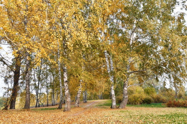 在多云的秋天，有黄色叶子的桦树林