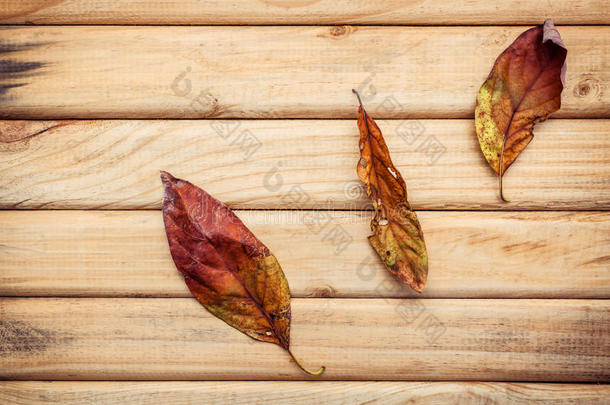 秋天的季节和和平的概念。 干燥的橙色叶子掉落