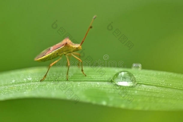 动物开花叶绿素关闭特写镜头