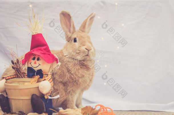 美丽的鲁弗斯彩色兔子坐在秋天稻草人装饰旁边，背景简单