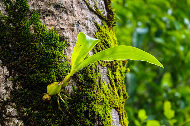 绿色的<strong>树状植物</strong>