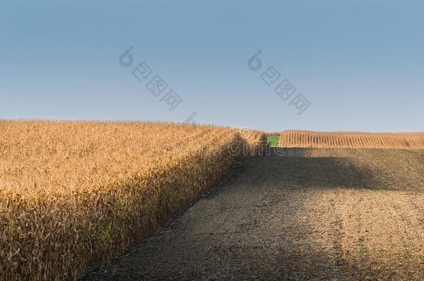 成熟玉米的田地