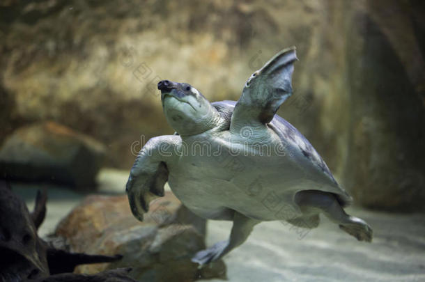 动物水族馆澳大利亚澳大利亚人草龟科
