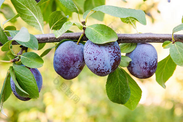 在日落的灯光下，李子树的树枝上结着成熟多汁的水果。