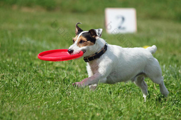 活动动物犬科动物吸引人的磁盘