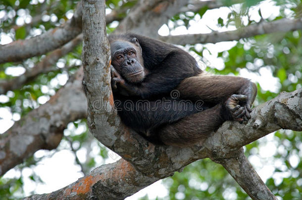 红树林树枝上的黑猩猩。 <strong>刚果</strong>共和国。 康库阿提-杜里保护区。