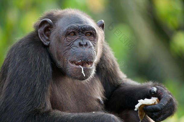 黑猩猩吃水果。 刚果共和国。 康库阿提-杜里保护区。