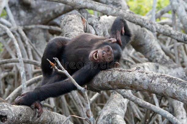 红树林树枝上的黑猩猩。 刚果共和国。 康库阿提-杜里保护区。