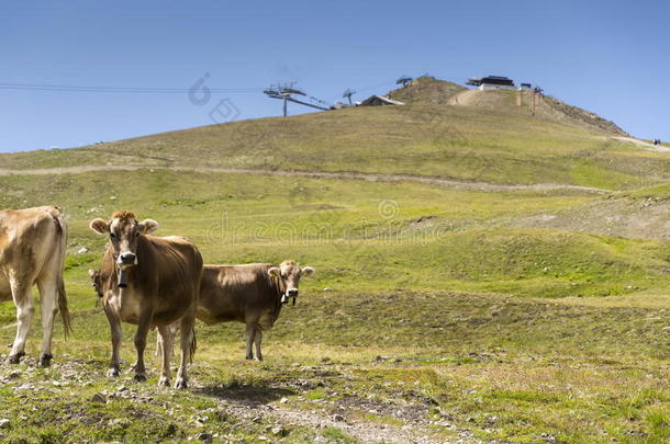 棕色<strong>奶牛牧场</strong>在意大利阿尔卑斯山与索道在背景