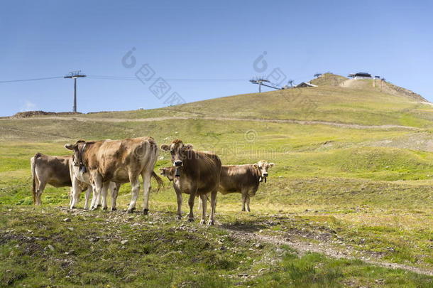 棕色<strong>奶牛牧场</strong>在意大利阿尔卑斯山与索道在背景