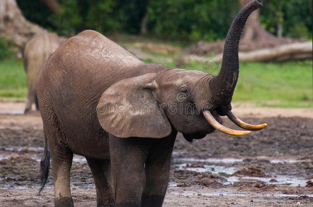 森林大象从<strong>水源</strong>中饮水。