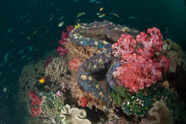 一个美丽的五颜六色的珊瑚礁，一个巨大的清晰可见