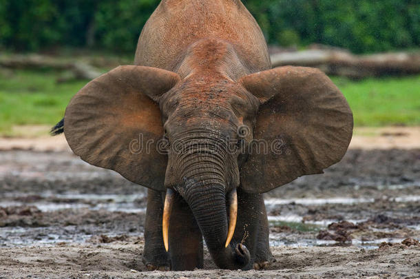 森林大象从水源中<strong>饮水</strong>。
