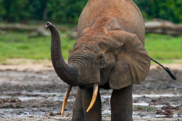 森林大象从水源中饮水。