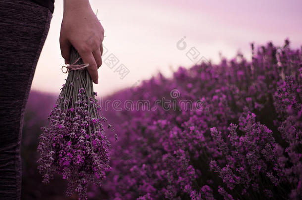 收集一束<strong>薰衣草</strong>。 女孩的手拿着一束新鲜的<strong>薰衣草</strong>在<strong>薰衣草</strong>的田野。 太阳，太阳阴霾，眩光。