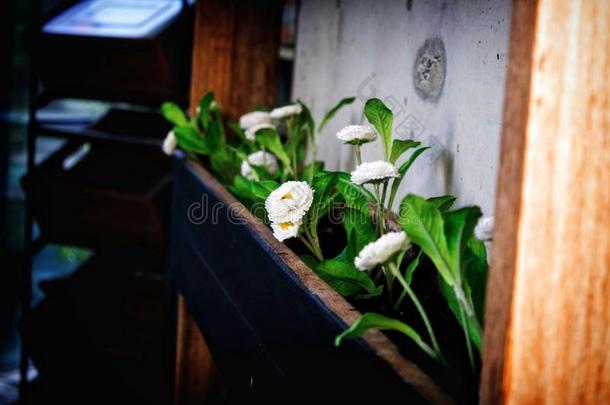 开花盛开花开花儿箱