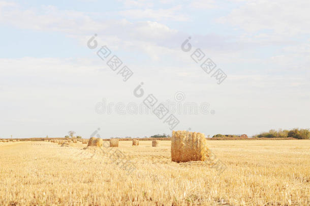 富足农业秋天背景大麦