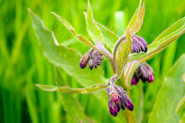 深紫色的萌芽和开花常见的紫草