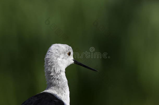 黑翅高跷(HemantopusHemantopus)复制空间