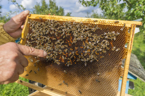 养蜂原料药蜜蜂蜂巢养蜂人