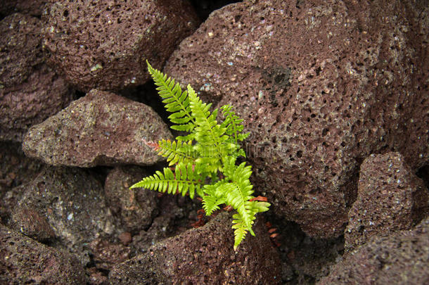 生长在<strong>岩浆</strong>岩中的蕨类植物