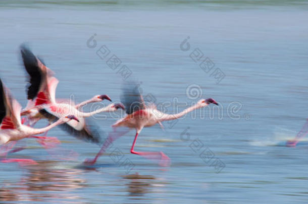 一群火烈<strong>鸟起飞</strong>了。 肯尼亚。 非洲。 纳库鲁国家公园。 博格里亚湖国家保护区。