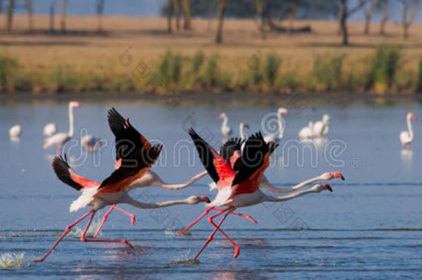 一群火烈<strong>鸟起飞</strong>了。 肯尼亚。 非洲。 纳库鲁国家公园。 博格里亚湖国家保护区。