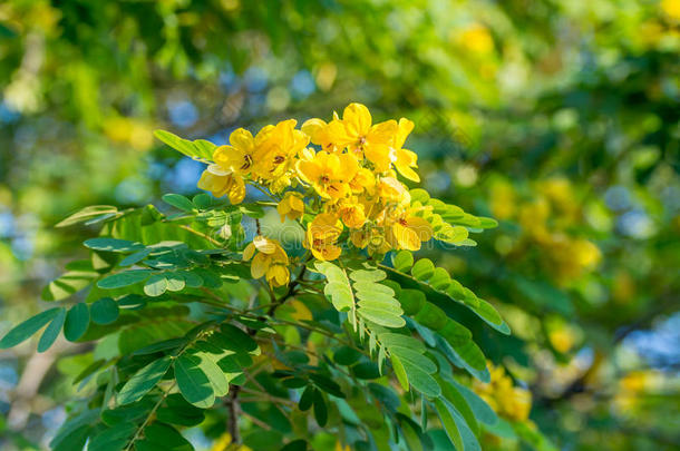 炒蛋树花的特写-番泻叶(Burm.f。) 在阳光下。