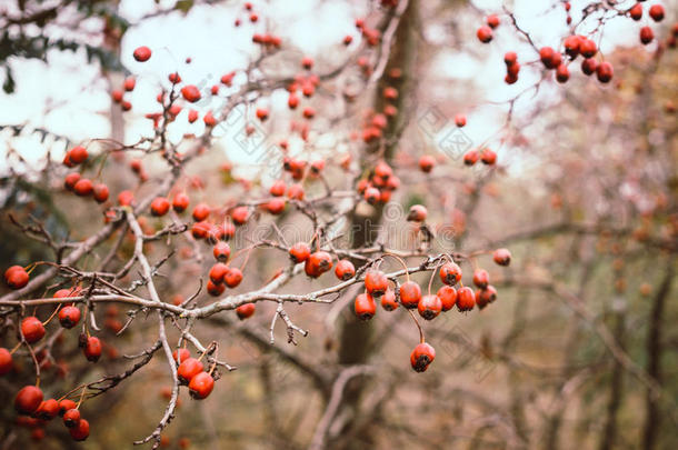 树林里五颜六色的秋天。 野生山楂浆果