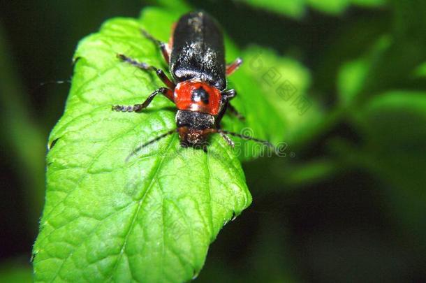 黑色和红色的虫子-透明带-坐在明亮的绿叶植物上