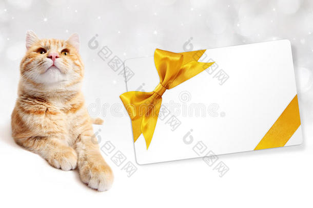 姜猫和礼品卡与金色丝带蝴蝶结
