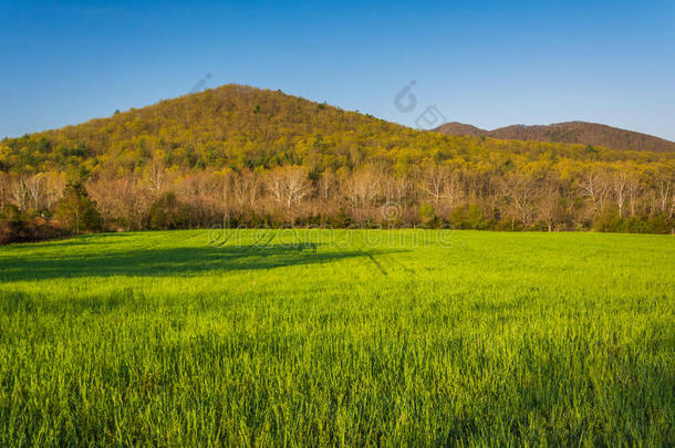 弗吉尼亚州谢兰多亚山谷乡村的草地和远山。