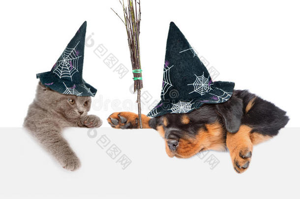 带女巫扫帚棒的狗和带帽子的猫在万圣节从空板后面偷看。 <strong>往下</strong>看。 在白色上隔离