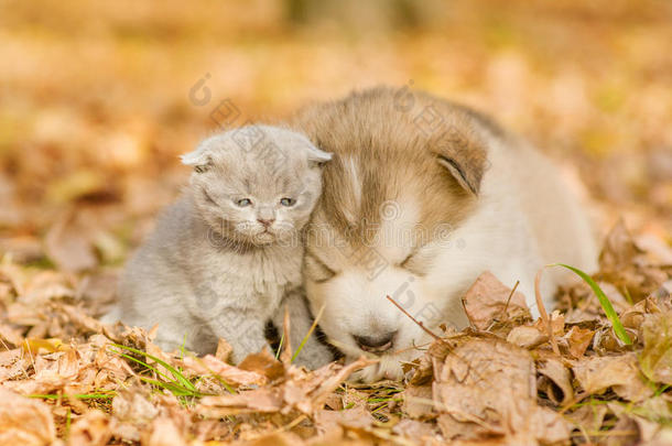 <strong>阿拉斯加阿拉斯加</strong>的<strong>阿拉斯加</strong>小狗在公园的秋叶上和斑猫睡觉