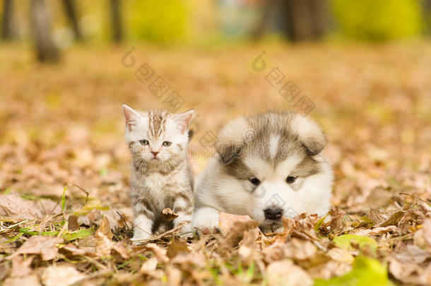 阿拉斯加阿拉斯加阿拉斯加小狗和苏格兰小猫一起躺在秋天的公园里