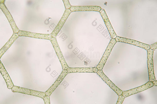 淡水水胚根网状体。 六角形结构。 水产养殖。 生物学