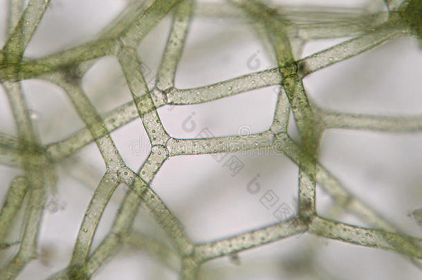 淡水藻类水藻网。 超级马克罗。 水产养殖