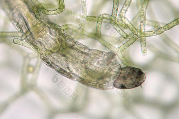 淡水摇蚊幼虫是由水胚根网喂养。 水产养殖