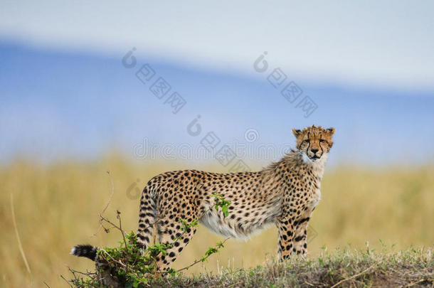 <strong>草原</strong>上的猎豹。 特写镜头。 肯尼亚。 坦桑尼亚。 非洲。 国家公园。 塞伦盖蒂。 马<strong>赛马</strong>拉。