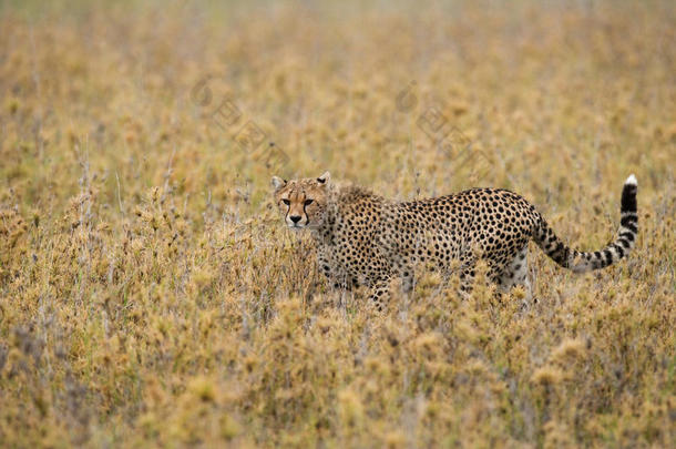 <strong>草原上的</strong>猎豹。 特写镜头。 肯尼亚。 坦桑尼亚。 非洲。 国家公园。 塞伦盖蒂。 马赛马拉。